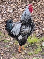 Wyandotte zilver gezoomd haan groot 2024, Dieren en Toebehoren, Pluimvee, Mannelijk, Kip