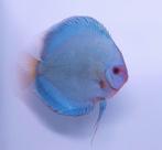dutch discus blue diamond 10-12 cm, Dieren en Toebehoren, Vissen | Aquariumvissen, Vis, Zoetwatervis, Schoolvis
