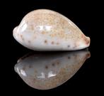 Schelpen: Cypraea pyriformis carnicolor 24,6mm Australië, Ophalen of Verzenden, Schelp(en)