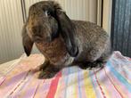 Lieve Franse Hangoor ram, Dieren en Toebehoren, Konijnen, Mannelijk, Groot, Hangoor