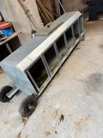 Lammerbar, Dieren en Toebehoren, Mannelijk, Schaap