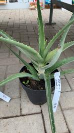 Aloë Vera, Volle zon, Vaste plant, Zomer, Ophalen