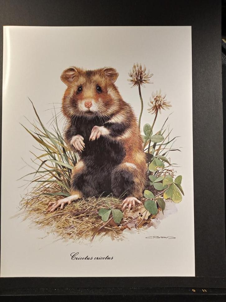 Hamster, Verzamelen, Foto's en Prenten, Zo goed als nieuw, Prent, Dier, 1960 tot 1980, Verzenden