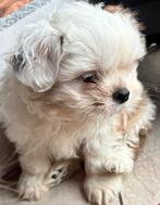 Lieve, speelse pup zoekt een nieuw warm thuis, Dieren en Toebehoren, Honden | Chihuahua's en Gezelschapshonden, Overige rassen