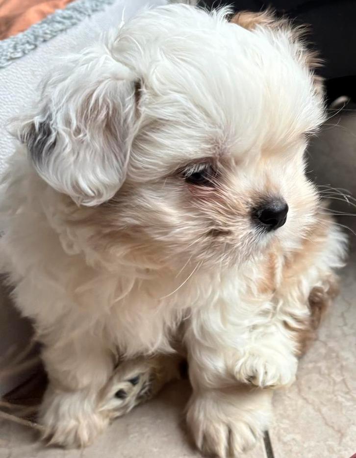 Lieve, speelse pup zoekt een nieuw warm thuis, Dieren en Toebehoren, Honden | Chihuahua's en Gezelschapshonden, Teef, Overige rassen