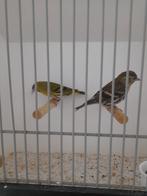 Europese sijsjes, Dieren en Toebehoren, Vogels | Overige Vogels, Meerdere dieren, Wildzangvogel, Geringd