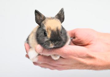 Konijntjes super lief en super tam.  beschikbaar voor biedingen