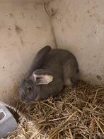 Vlaamse reus blauwgrijs, Dieren en Toebehoren, Konijnen, Mannelijk, Groot