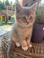 Te koop raszuivere britse kortharen, Tweeling, Meerdere dieren, Ontwormd