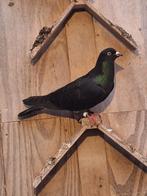 Hoogvliegers, Dieren en Toebehoren, Mannelijk