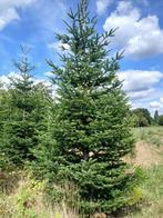 Nordman kerstbomen, Tuin en Terras, Planten | Bomen, Overige soorten, Minder dan 100 cm, Zomer, Ophalen