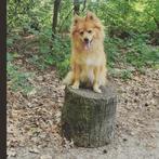 kleine keeshond, reu, 5 jaar, Dieren en Toebehoren, Keeshond, Reu, Eén hond, 3 tot 5 jaar