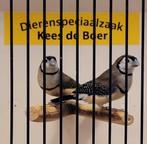 Bichenow astrilde, Dieren en Toebehoren, Vogels | Overige Vogels, Meerdere dieren