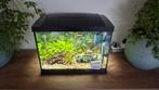 Superfish Aquarium start 50 met vissen, Dieren en Toebehoren, Vissen | Aquaria en Toebehoren, Ophalen, Zo goed als nieuw, Gevuld zoetwateraquarium