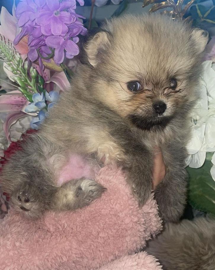 Pomeriaan pups, Dieren en Toebehoren, Honden | Poolhonden, Keeshonden en Oertypen, Meerdere dieren, Overige rassen, Particulier