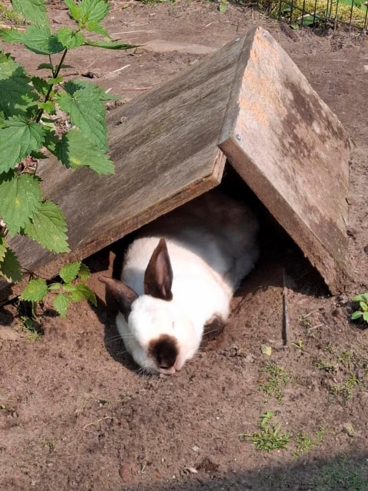 Voedster konijn gezocht, Dieren en Toebehoren, Konijnen, Middelgroot, Mannelijk
