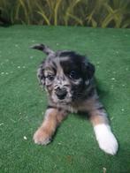 Te koop prachtige stabij x australian shepperd pups., Dieren en Toebehoren, Honden | Retrievers, Spaniëls en Waterhonden, Overige rassen