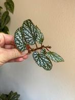 Begonia tiki carmen, verse kopstek, Huis en Inrichting, Ophalen of Verzenden, Halfschaduw, Minder dan 100 cm