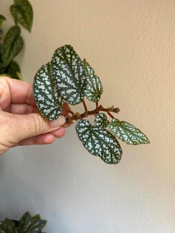 Begonia tiki carmen, verse kopstek beschikbaar voor biedingen