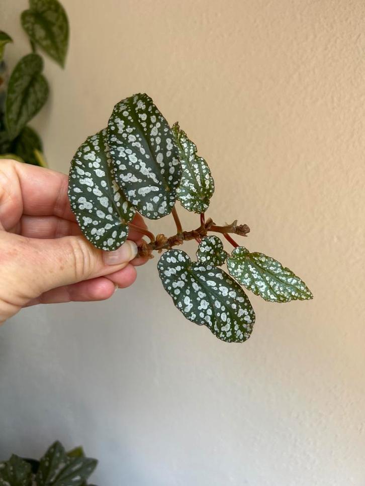 Begonia tiki carmen, verse kopstek, Huis en Inrichting, Kamerplanten, Minder dan 100 cm, Halfschaduw, Ophalen of Verzenden