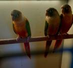 Twee pyrrhura mannen en baby's 2026, Dieren en Toebehoren, Vogels | Parkieten en Papegaaien, Meerdere dieren, Parkiet, Geringd