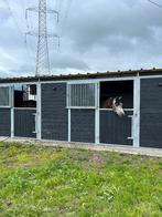 pensionstalling, stalling, weide, stal, Dieren en Toebehoren, Stalling en Weidegang, Weidegang, 4 paarden of pony's of meer