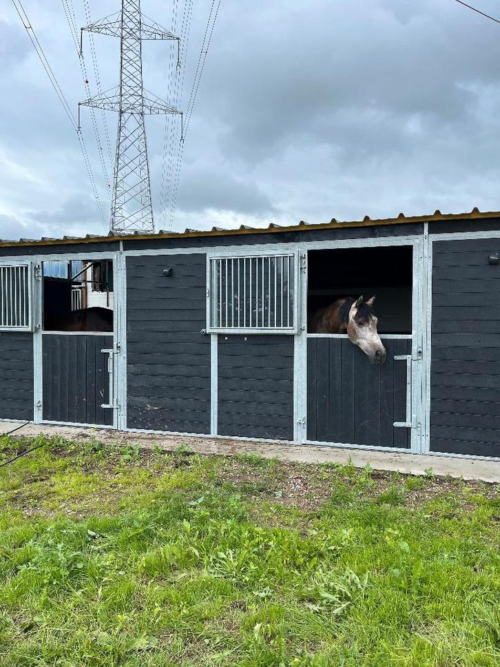 pensionstalling, stalling, weide, stal, Dieren en Toebehoren, Stalling en Weidegang, Stalling, Weidegang, 4 paarden of pony's of meer