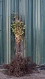 Rhamnus frangula (frangula alnus) - Sporkehout Vuilboom, Ophalen, Overige soorten, Haag, Minder dan 100 cm