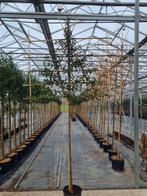 Prunus lusitanica  in scherm, Tuin en Terras, Planten | Bomen, Lente, Ophalen of Verzenden