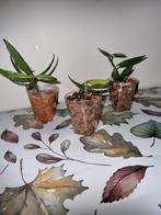Hoya pauciflora, Huis en Inrichting, Kamerplanten, Ophalen of Verzenden, Halfschaduw, Minder dan 100 cm