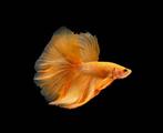 Looking for a golden/orange betta (rosetail or halfmoon), Vis