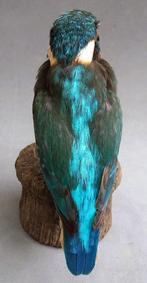 Vogel opgezette ijsvogel taxidermie kingfisher, Verzamelen, Dierenverzamelingen, Ophalen of Verzenden, Zo goed als nieuw, Vogel