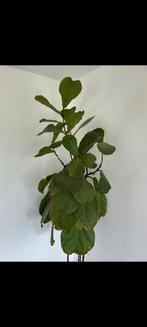 Ficus Lyrata, tabaksplant, Huis en Inrichting, Ficus, 150 tot 200 cm, Halfschaduw, Ophalen