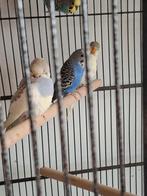 Mooie jonge tamme grasparkietjes verwacht, Dieren en Toebehoren, Vogels | Parkieten en Papegaaien, Vrouwelijk, Parkiet, Tam