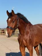 4 jarige allround ruin zo uit de opfok, Dieren en Toebehoren, Paarden, Springpaard, Met stamboom, Ruin, Onbeleerd