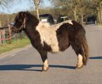 Te koop 7 super knappe shetlander en een welsh ruin, Dieren en Toebehoren, Pony's, Ruin, A pony (tot 1.17m), Recreatiepony, Gechipt