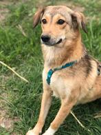 Ally Ter Adoptie!, Dieren en Toebehoren, Particulier, Rabiës (hondsdolheid), Buitenland, Teef