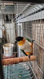 Zwartkop caique, Dieren en Toebehoren, Mannelijk, Parkiet, Tam