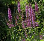 Kattenstaart, Ophalen of Verzenden, Zomer, Vaste plant, Volle zon