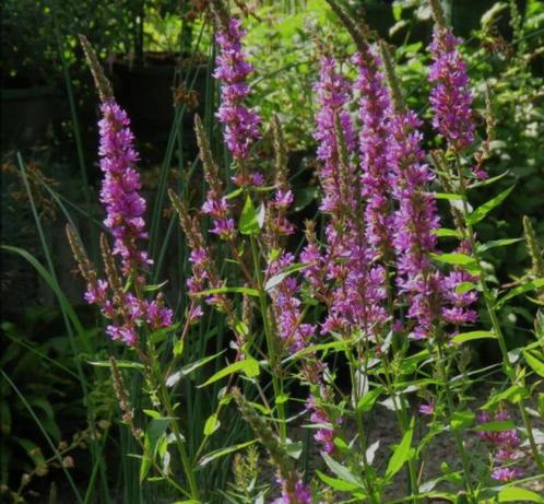 Kattenstaart, Tuin en Terras, Planten | Tuinplanten, Vaste plant, Volle zon, Zomer, Ophalen of Verzenden