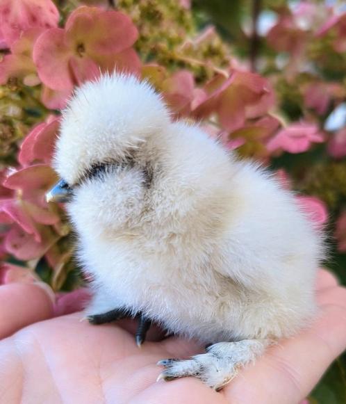 Kuikens usa zijdehoenders sierkippen zijdehoen kippen, Dieren en Toebehoren, Pluimvee, Kip