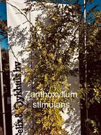 Zanthoxylum simulans , Chinese szechuanpeper , Kiespijnboom, Tuin en Terras, Volle zon, Vaste plant, Ophalen of Verzenden, Zomer