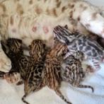bengaal kittens, Meerdere dieren, Gechipt, 0 tot 2 jaar