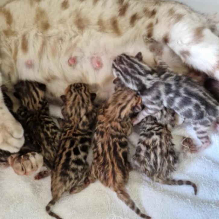 bengaal kittens, Dieren en Toebehoren, Katten en Kittens | Raskatten | Korthaar, Meerdere dieren, 0 tot 2 jaar, Met stamboom, Gechipt