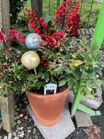 Goed gevulde terracotta potten met 3 winterharde planten, Tuin en Terras, Planten | Tuinplanten, Vaste plant, Halfschaduw, Winter