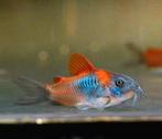 Corydoras Venezuela Orange jongen, Zoetwatervis, Schoolvis, Vis