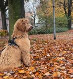 Labradoodle 8 maanden herplaatsing, Dieren en Toebehoren, Honden | Niet-rashonden, Rabiës (hondsdolheid), 15 weken tot 1 jaar