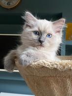 Lieve Ragdoll Katertjes, Kater, Gechipt, 0 tot 2 jaar