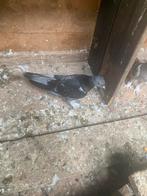 3 duiven, Dieren en Toebehoren, Vogels | Duiven, Meerdere dieren