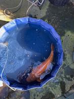Chagoi Japanse Jumbo Koi, Dieren en Toebehoren, Vissen | Vijvervissen, Karper of Koi